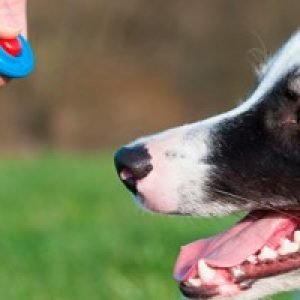 Adiestramiento Canino