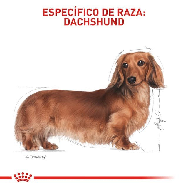 ROYAL CANIN DACHSHUND 1.5KG - Image 2