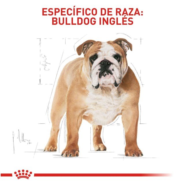 ROYAL CANIN BULLDOG - Image 2