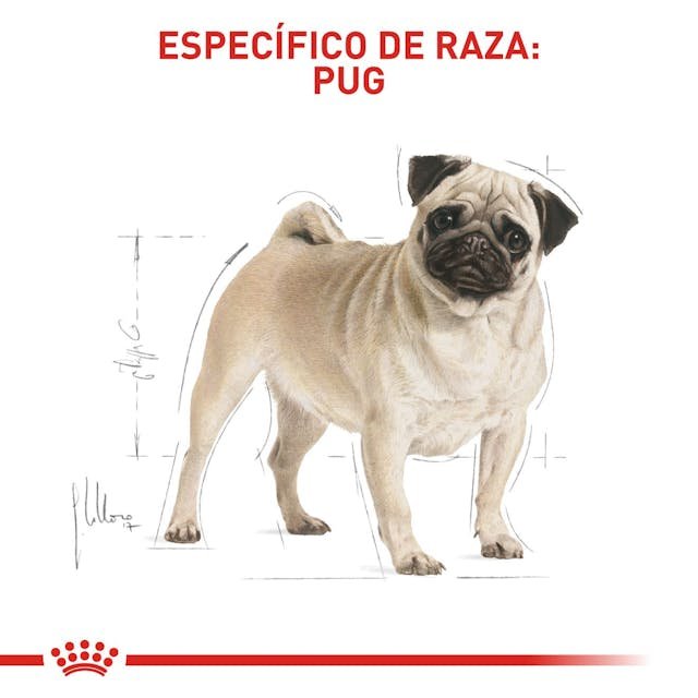 ROYAL CANIN PUG ADULT 3 Kg - Image 2