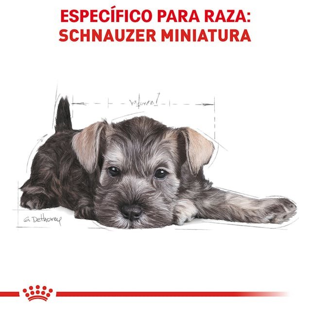 ROYAL CANIN MINI SCHNAUZER PUPPY 1,13KG - Image 2