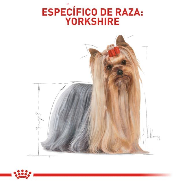 ROYAL CANIN YORKSHIRE TERRIER - Image 2