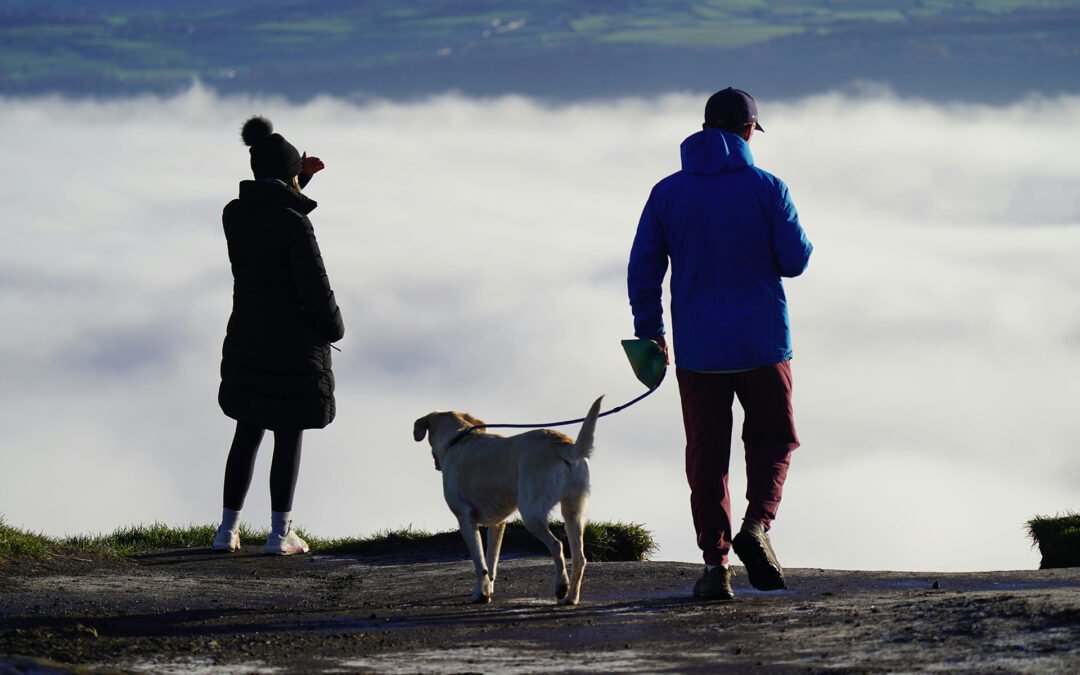 Checklist para un roadtrip seguro con tu perro
